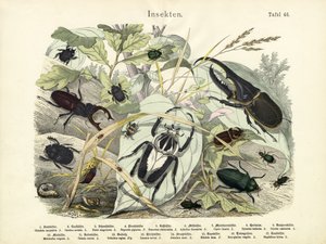 Insectos, c.1860 de German School